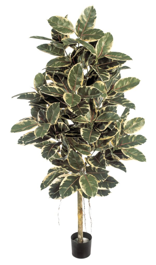 FICUS ELASTICA VARIEGATA - 140CM