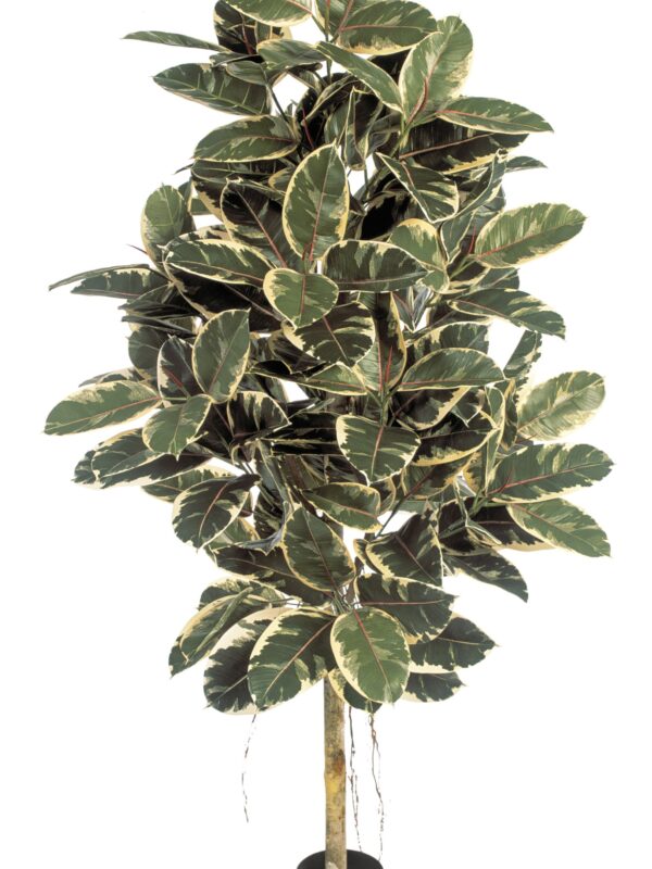 FICUS ELASTICA VARIEGATA - 140CM