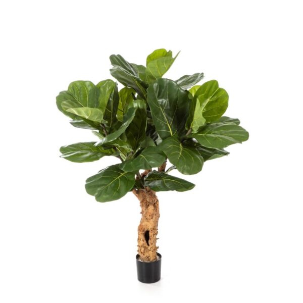 FICUS LYRATA FOREST TRUN - 110CM