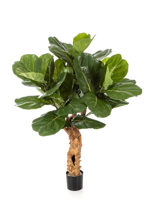 FICUS LYRATA FOREST TRUN - 110CM