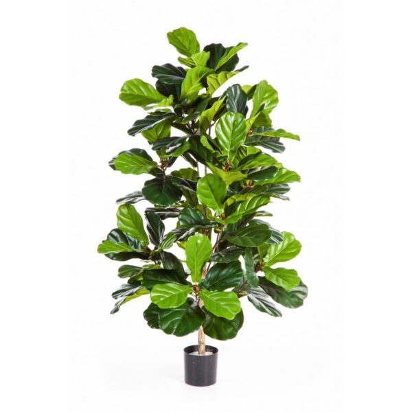 FICUS LYRATA CESPUGLIO TREE - 130CM