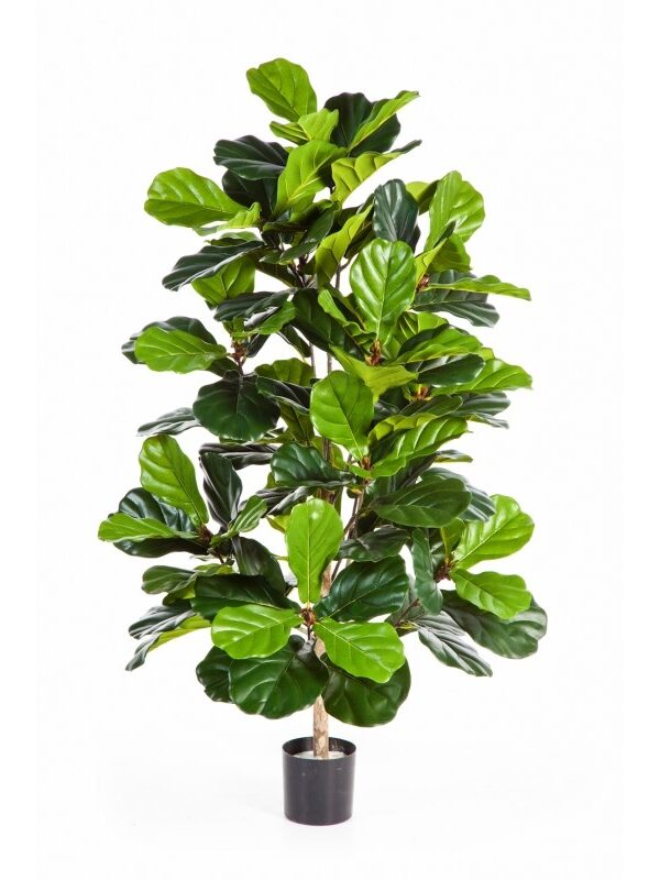 FICUS LYRATA CESPUGLIO TREE - 130CM