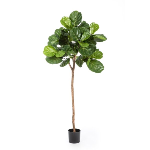 FICUS LYRATA SINGLE TRUN - 200CM