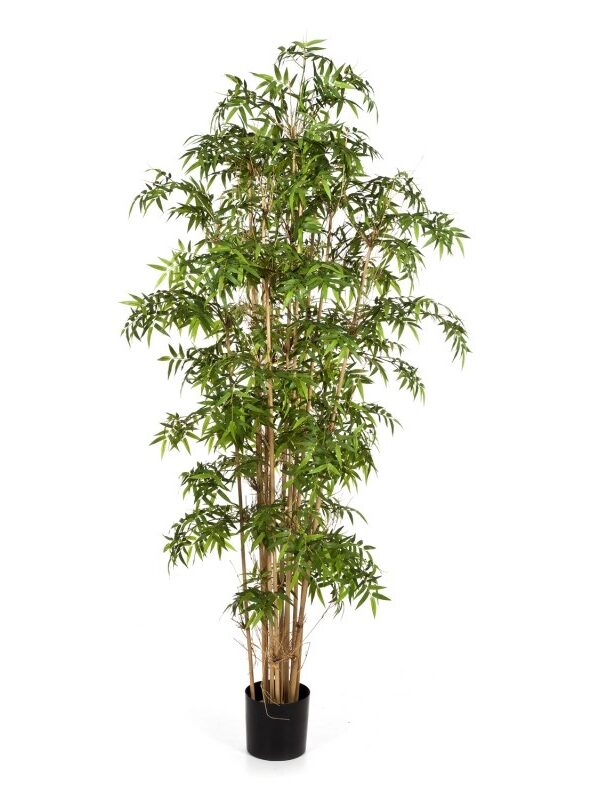 BAMBOO NEW JAPANESE - 110CM