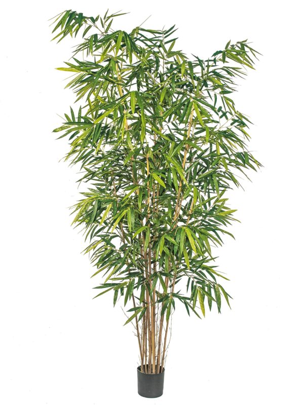 BAMBOO NEW BIG FOGLIA - 240CM