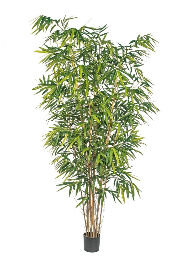 BAMBOO NEW BIG FOGLIA - 240CM