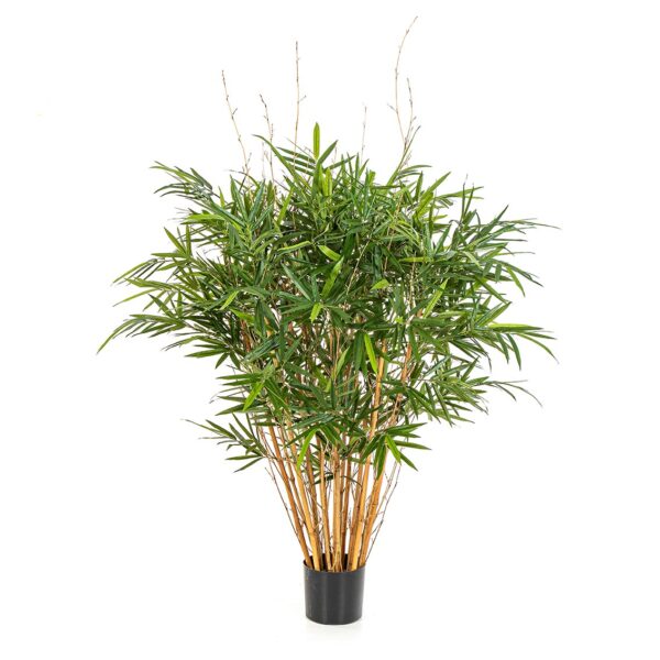 BAMBOO ROYAL JAMAICA - 125CM