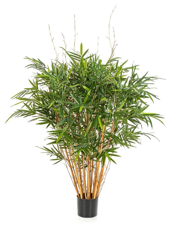 BAMBOO ROYAL JAMAICA - 125CM
