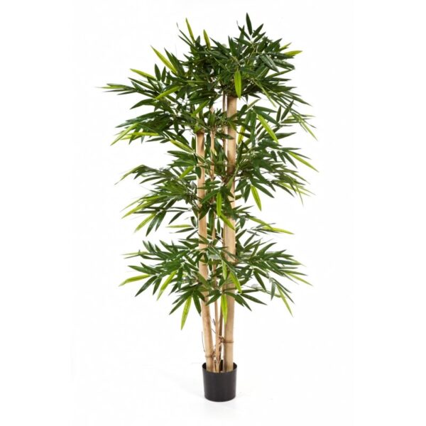 BAMBOO NEW GIANT - 240CM