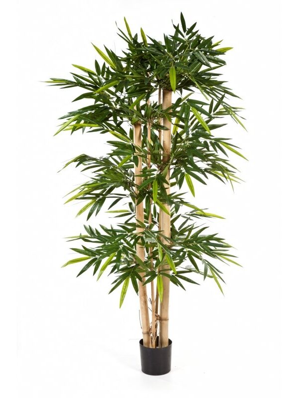 BAMBOO NEW GIANT - 150CM