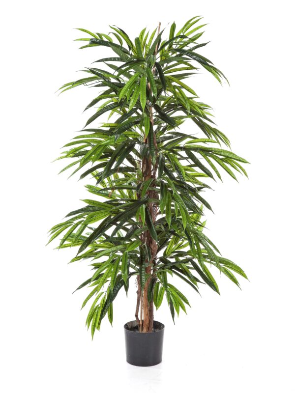 LONGIFOLIA LIANA DELUXE  - 120CM