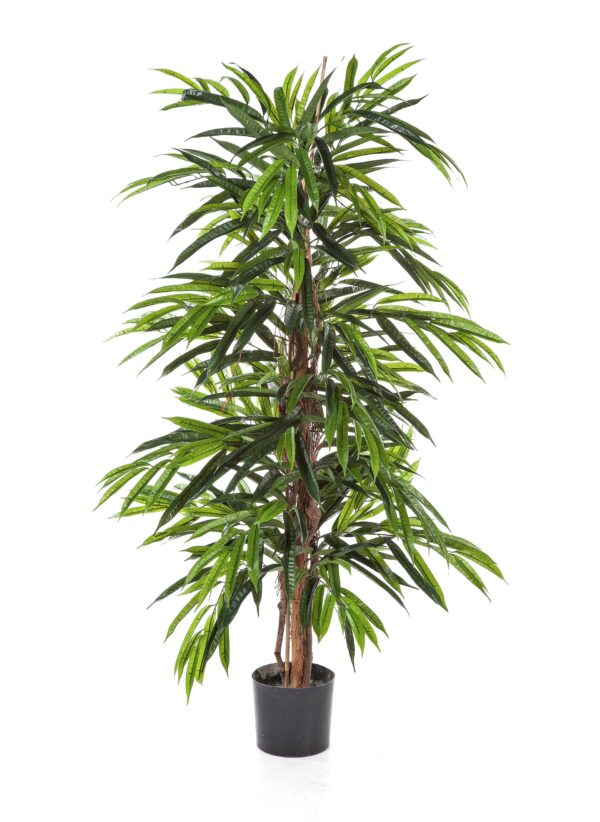 LONGIFOLIA LIANA DELUXE  - 120CM