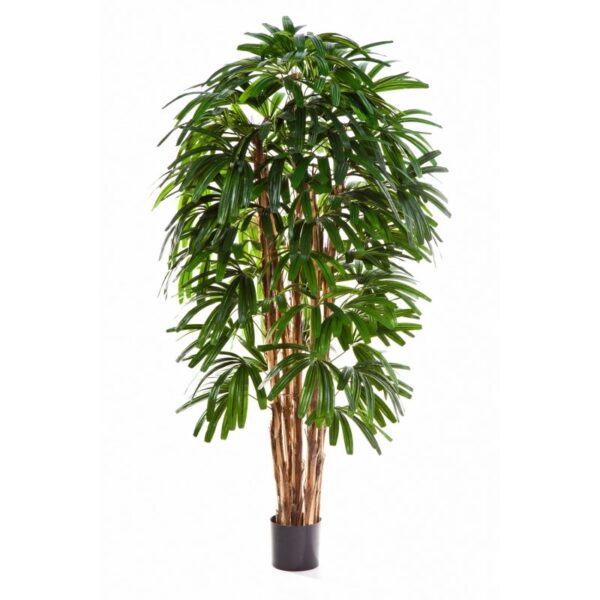 RAPHIS PALM TREE - 210CM