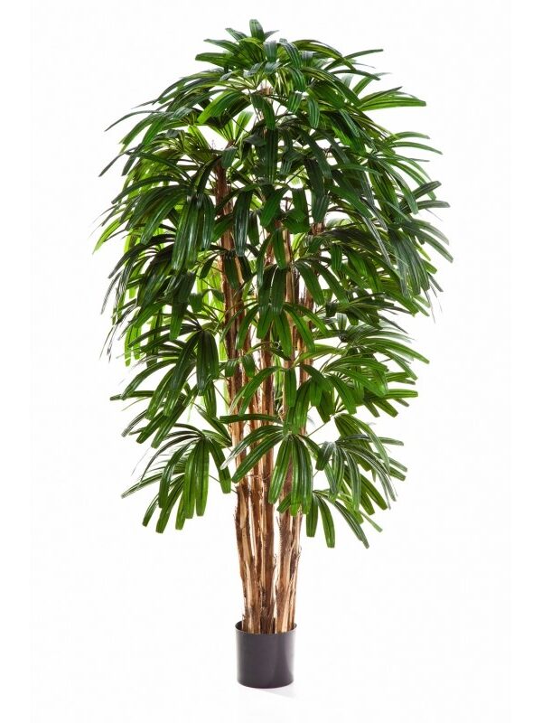 RAPHIS PALM TREE - 120CM