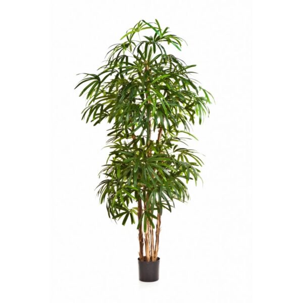 RAPHIS PALM NATURAL - 170CM