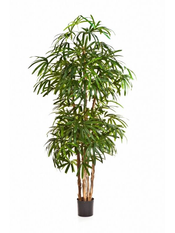 RAPHIS PALM NATURAL  - 110CM