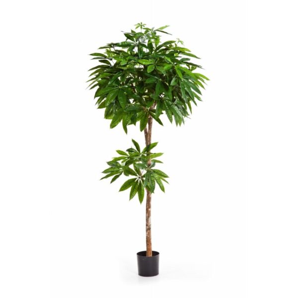 PACHIRA TREE - 150CM