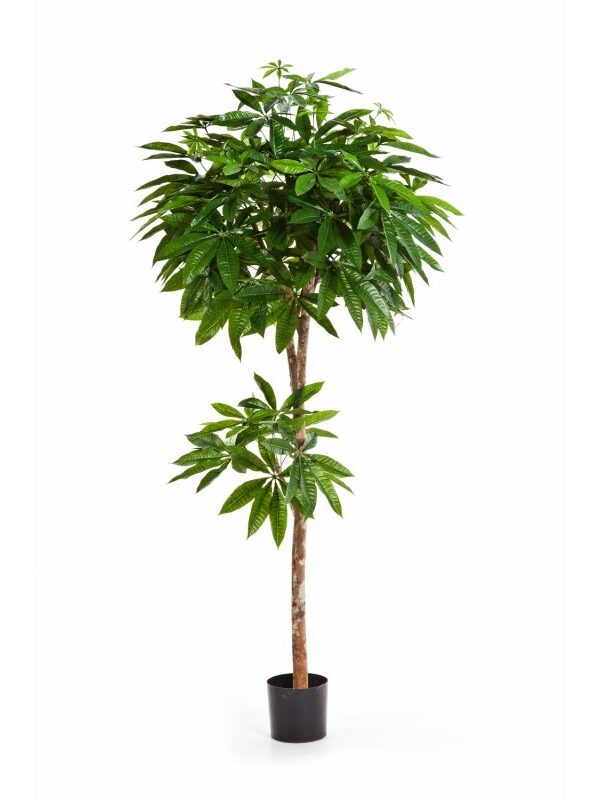 PACHIRA TREE - 150CM