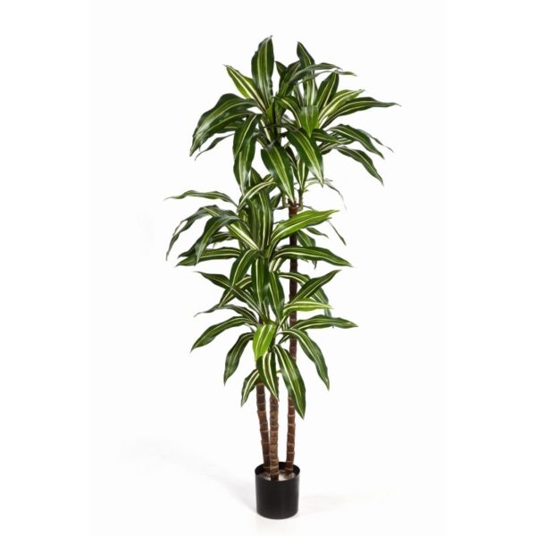 DRACAENA FRAGRANS VARIEGATA ST - 150CM