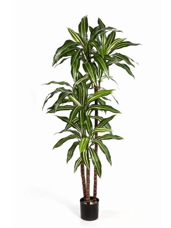 DRACAENA FRAGRANS VARIEGATA ST - 120cm