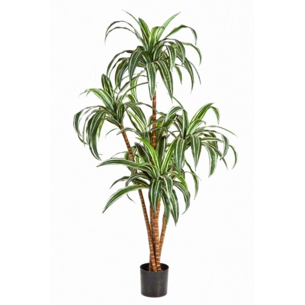 DRACAENA TREE X 5 - 120CM