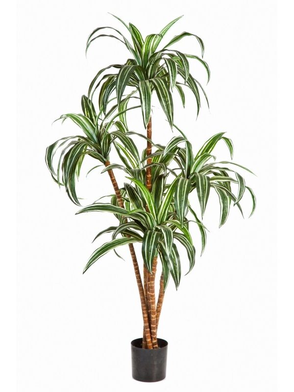 DRACAENA TREE X 5 - 120CM