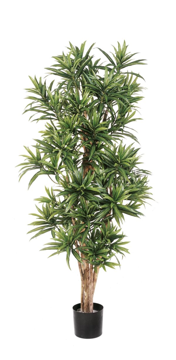 DRACAENA REFLEXA - 184CM