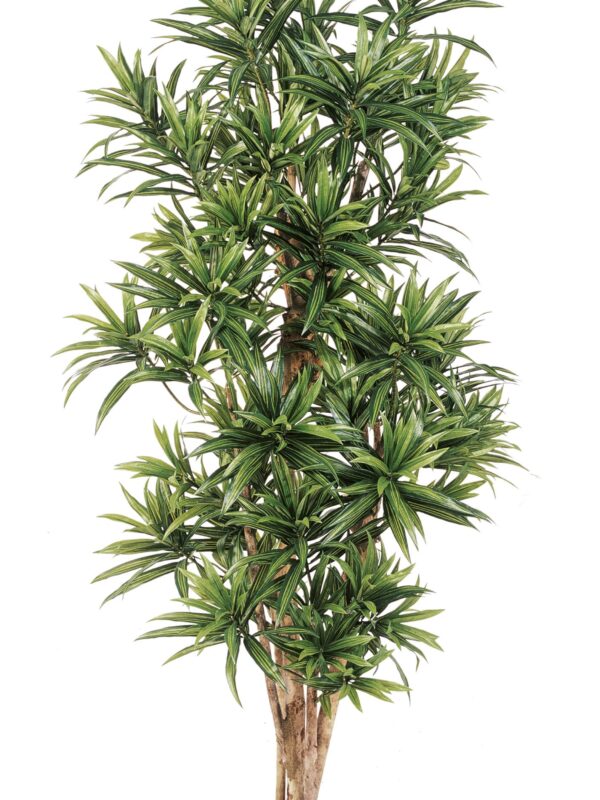 DRACAENA REFLEXA - 120CM