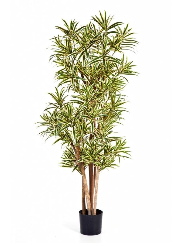 DRACAENA REFLEXA - 120CM