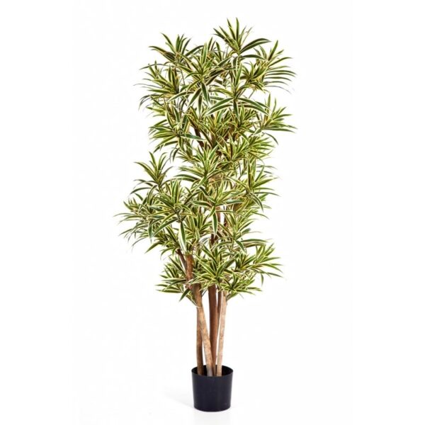 DRACAENA REFLEXA - 1974CM FIRE RESISTANT