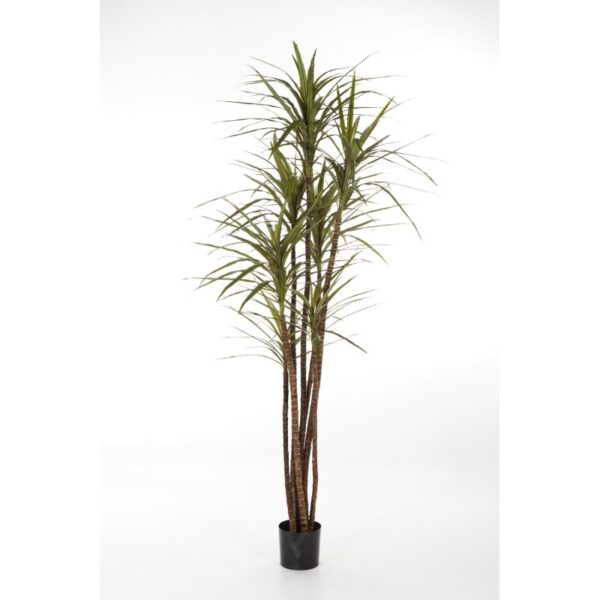 DRACAENA MAGENTA X 7 - 180CM