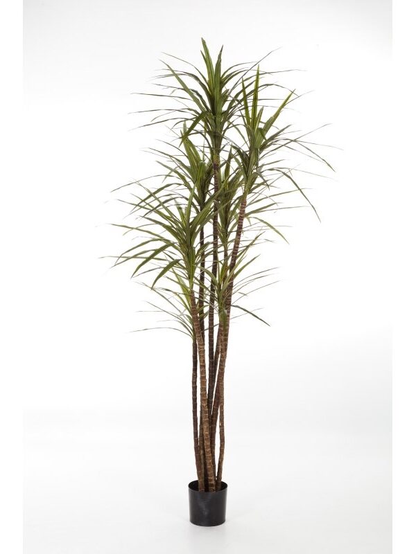 DRACAENA MAGENTA X 5 - 120CM