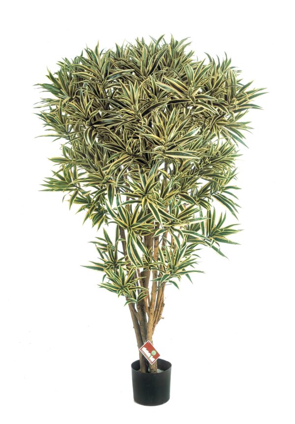 DRACAENA REFLEXA JAMAICA - 145CM