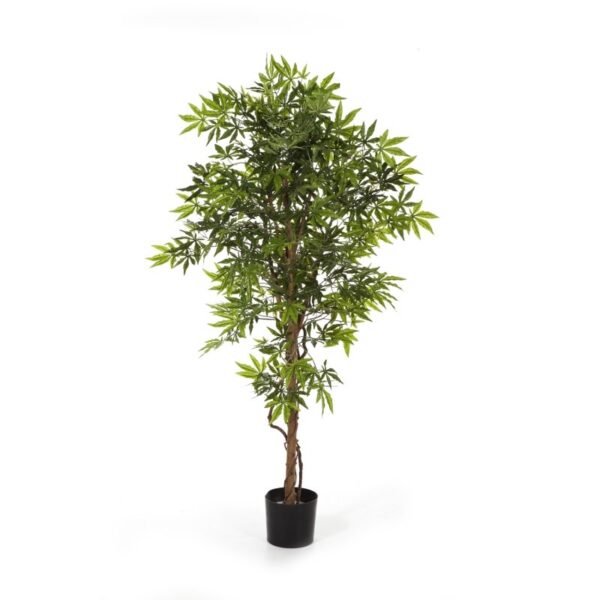 ACERO JAPANESE - 150CM