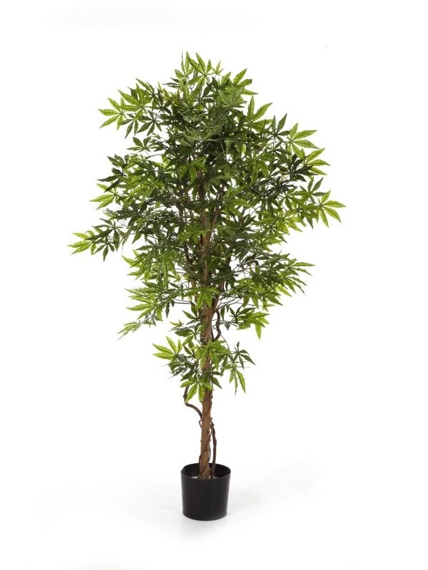 ACERO JAPANESE - 150CM
