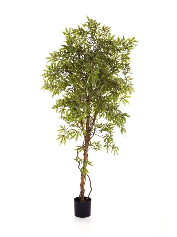 ACERO JAPANESE - 180CM