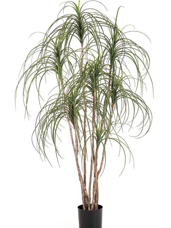 PONYTAIL NITIDA TREE - 150CM
