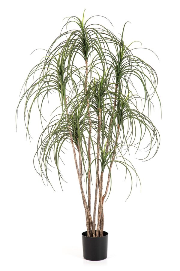 PONYTAIL NITIDA TREE - 150CM