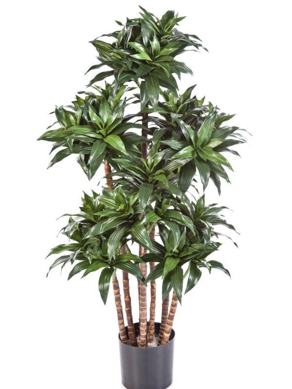 DRACAENA FRAGRANS COMPAC - 120CM