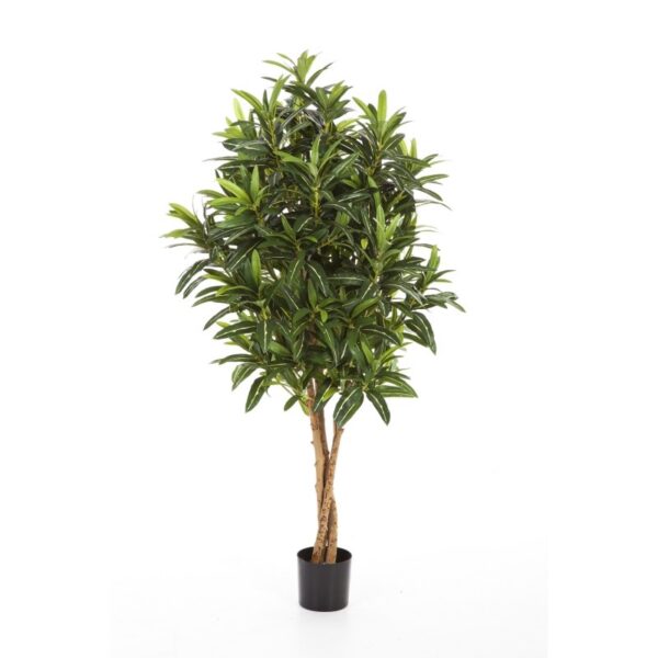 CROTON GOLDFINGER TREE - 105CM