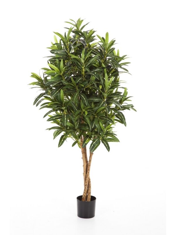 CROTON GOLDFINGER TREE - 105CM
