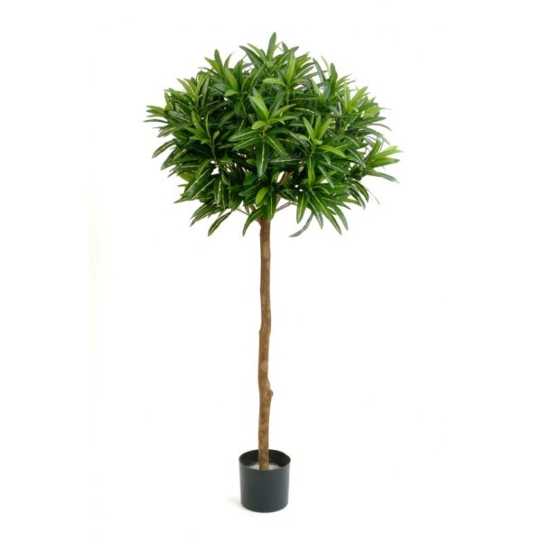 CROTON GOLDFINGER BALL T - 145CM