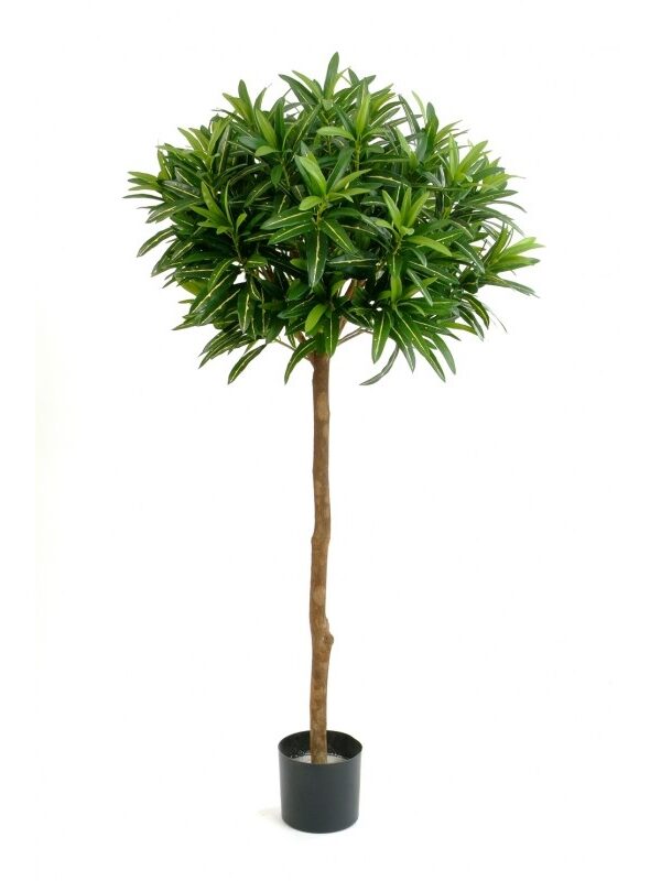 CROTON GOLDFINGER BALL T - 145CM