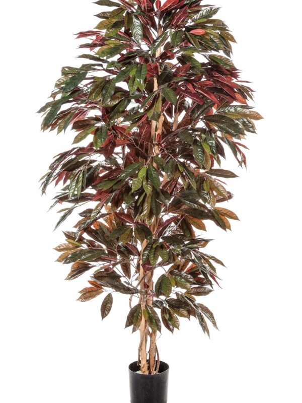 CAPENSIA CESPUGLIO TREE - 150CM