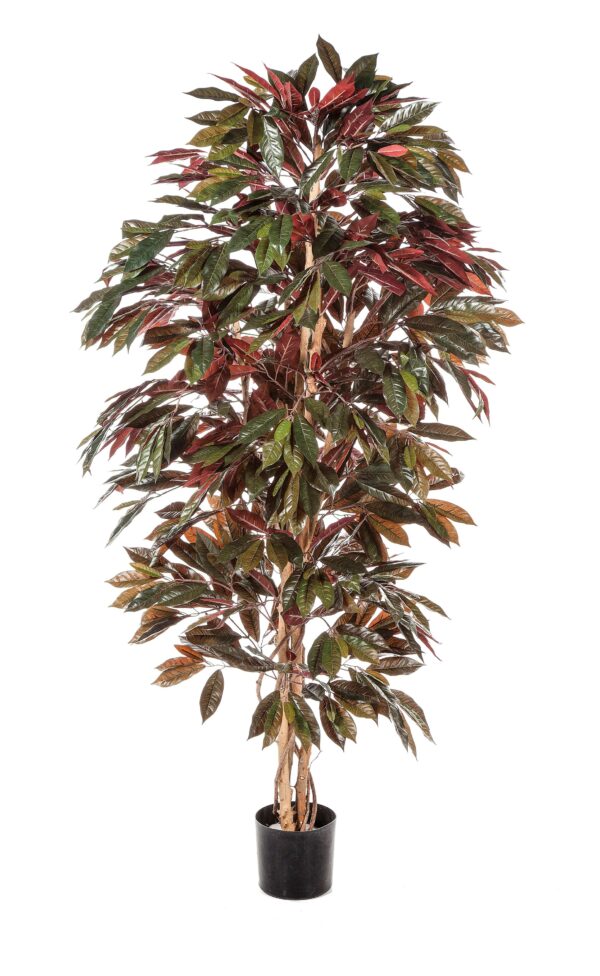 CAPENSIA CESPUGLIO TREE - 150CM