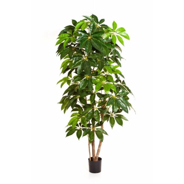 SCHEFFLERA GIANT TREE - 220CM
