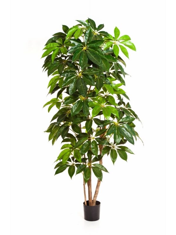 SCHEFFLERA GIANT TREE - 190CM