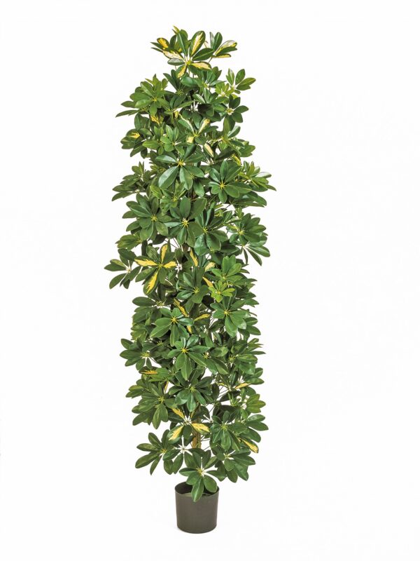 SCHEFFLERA VARIEGATA GIANT COLUMN  - 180CM