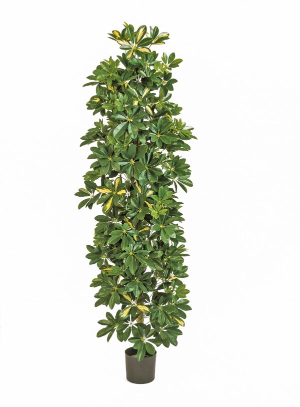 SCHEFFLERA VARIEGATA GIANT COLUMN  - 180CM