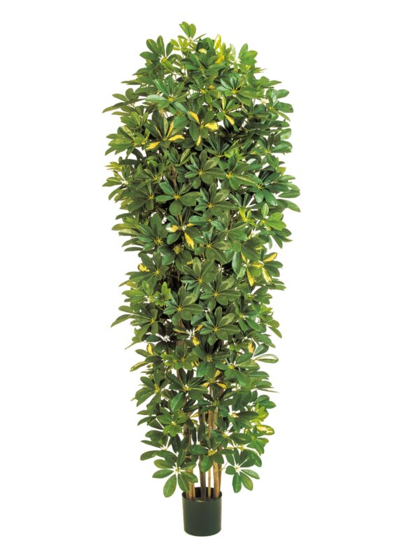 SCHEFFLERA VARIEGATA GIANT COLUMN - 195CM